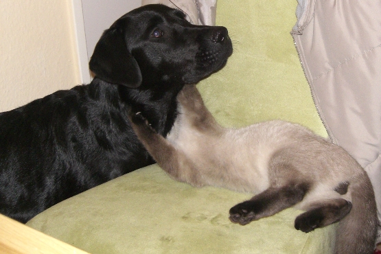Und ab und zu mal den Hund ärgern