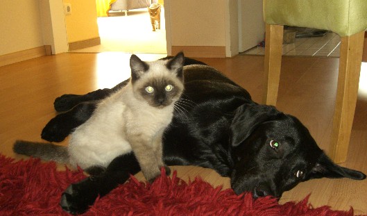 Drago und Spike